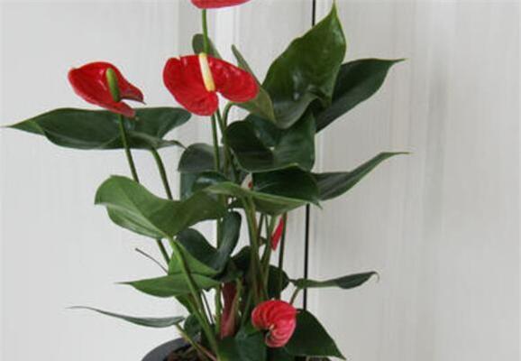 火鹤花语（用火鹤花语诠释坚持和希望的情感纽带）