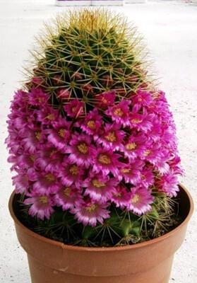 仙人球秋天也开花了（探秘仙人球的花期和养护技巧）