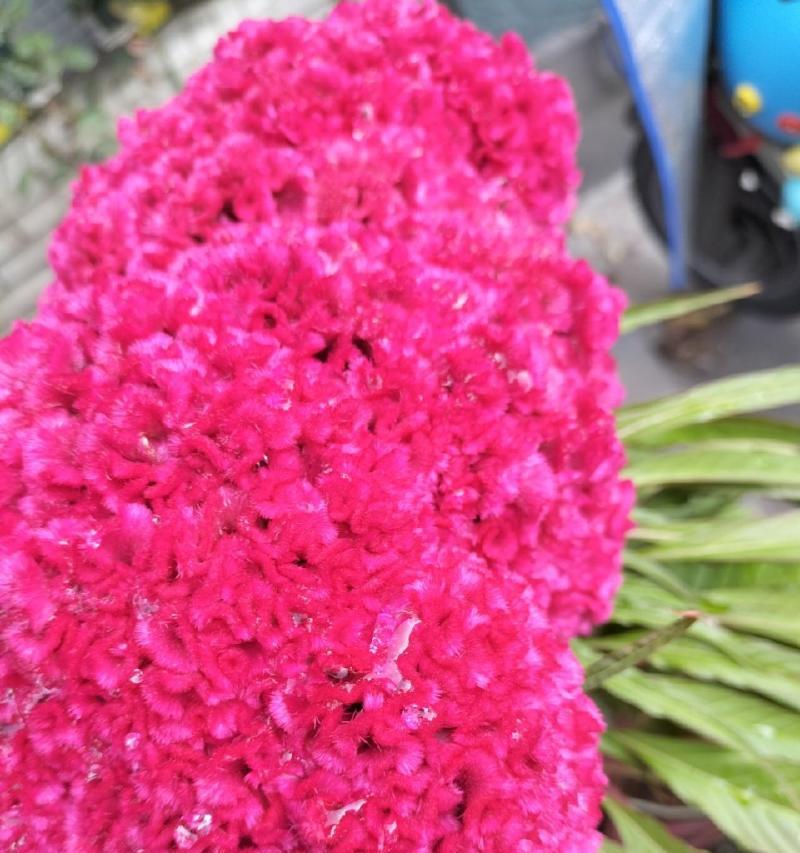 鸡冠花的花语（探秘鸡冠花的花语及象征意义）