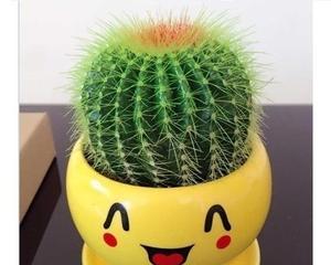 仙人球（盆栽仙人球的大小选择对生长有何影响）