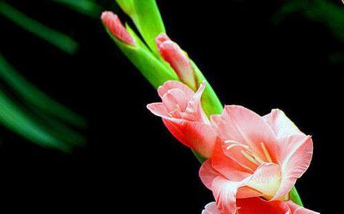 剑兰花（探秘剑兰的花语与美学价值）