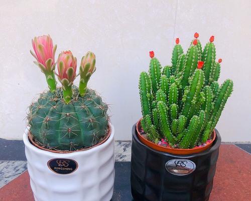 仙人球吸甲醛（植物除甲醛有效性分析与使用建议）