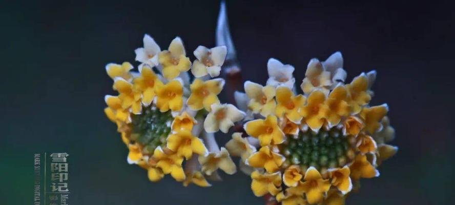 以结香花的寓意是什么（探究结香花的象征意义及文化传承）