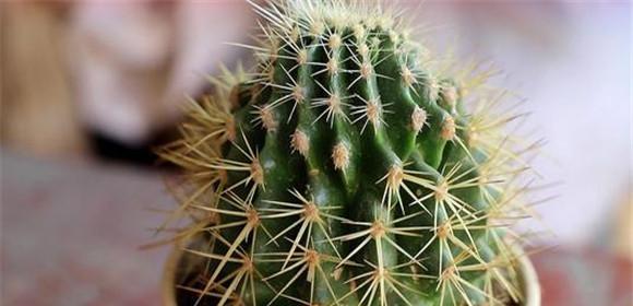仙人球——大自然的力量之美（探寻仙人球象征的意义）