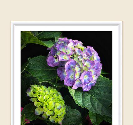 花花语的真正含义——背叛还是其他（揭开花花语的面纱）