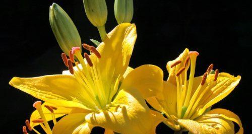 金百合花语与寓意（传递温暖与希望的金百合）