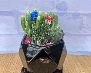 仙人球盆栽的选择与栽培（如何选择适合仙人球生长的盆）