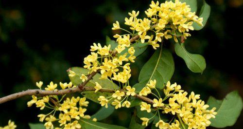 金桂花的花语与寓意（探寻金桂花的深层意义）