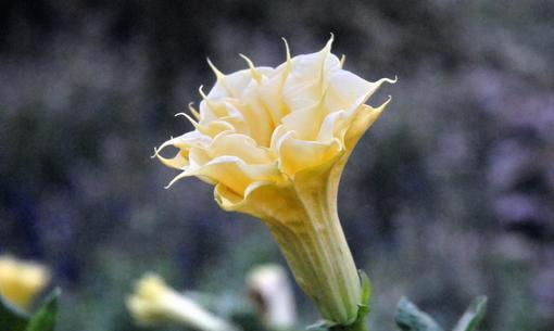 金缕梅的花语——花开寓意希望（用金缕梅的花语感受生命的力量）