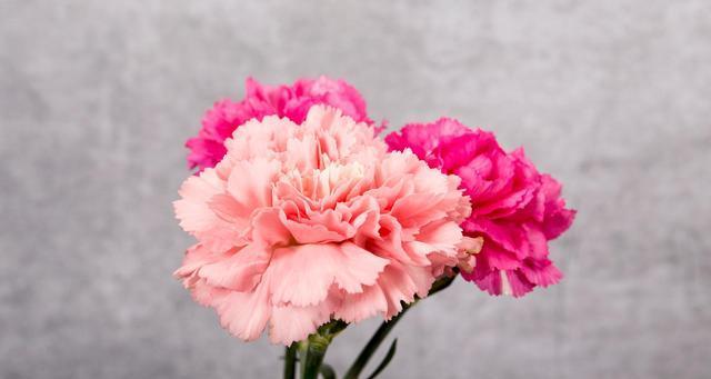 金缕梅的花语——花开寓意希望（用金缕梅的花语感受生命的力量）