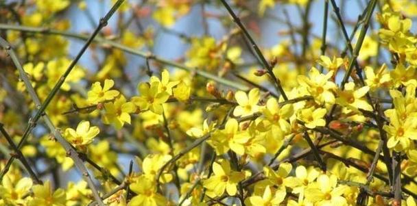 金缕梅的花语——花开寓意希望（用金缕梅的花语感受生命的力量）