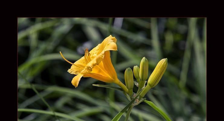 金娃娃萱草花语解析（探寻金娃娃萱草花语的深层含义）