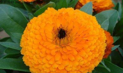 金盏菊花语（唤醒心中的温暖）