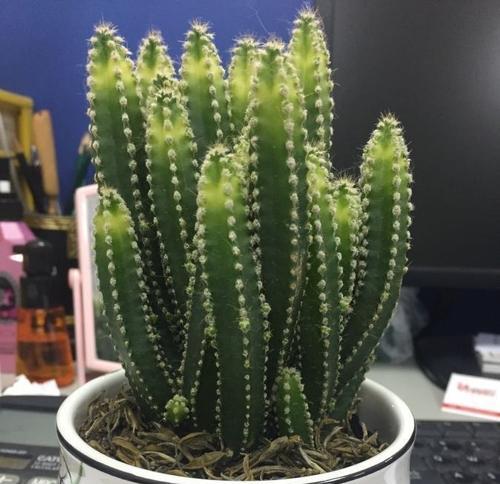 仙人山换盆后的养护方法（保证水分充足）