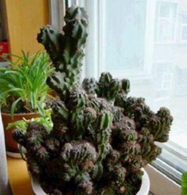 关于仙人山的有毒性及适合在家养护的植物（了解仙人山毒性）