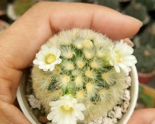 仙人树开花的奇妙之旅（探寻仙人树的生命密码）