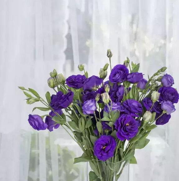 桔梗花的花语与传说（揭示桔梗花所代表的神秘力量与美丽传说）