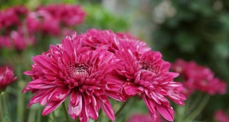 菊花的象征意义与文化传承（从华夏古国到现代社会）