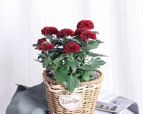菊花的寓意与象征——一朵花背后的深意（解读菊花的各种寓意）