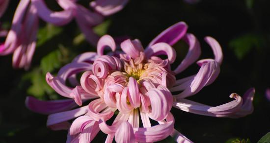 菊花的花语与含义（揭秘菊花的神秘花语及其深层意义）