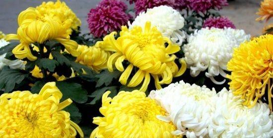 菊花在中国的寓意与象征（探究菊花在中国文化中的象征意义与传统价值）