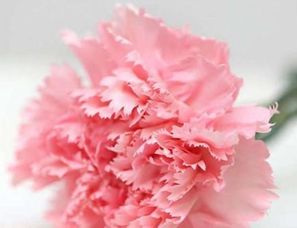 康乃馨白色花语（探寻康乃馨白色花语的深层含义）
