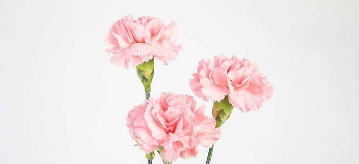 康乃馨花语的寓意与象征（解读康乃馨的花语与含义）