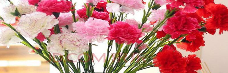 康乃馨花语的寓意与象征（解读康乃馨的花语与含义）