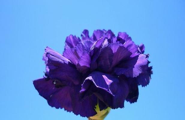 红色康乃馨花语探秘（以红色康乃馨传达爱的热情）
