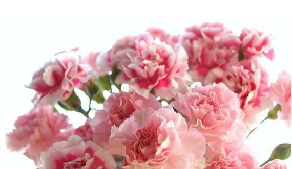 康乃馨花的颜色花语与寓意（了解康乃馨不同颜色的花语）