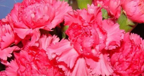 康乃馨花的颜色花语与寓意（了解康乃馨不同颜色的花语）