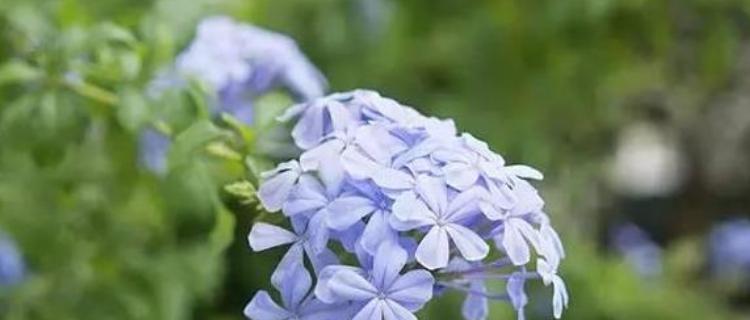 蓝花丹的花语与意义（探寻蓝花丹的内涵与象征）