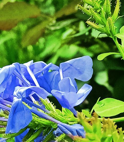 蓝花丹的花语与意义（探寻蓝花丹的内涵与象征）