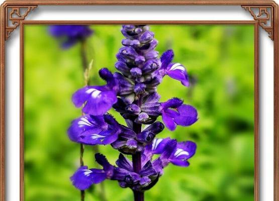 蓝花鼠尾草（探索蓝花鼠尾草的花语）