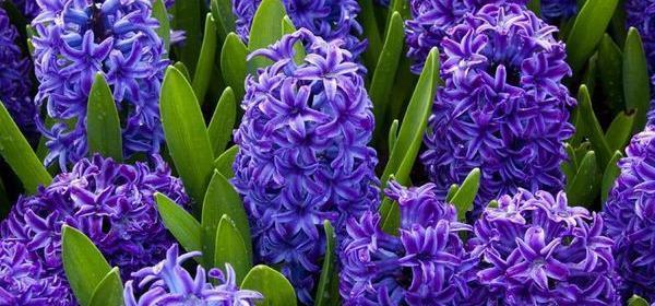 蓝色风信子花语解读（探寻蓝色风信子的神秘花语）
