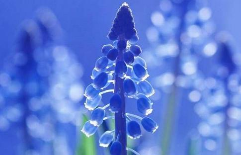 蓝色风信子花语解读（探寻蓝色风信子的神秘花语）