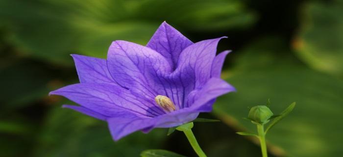 蓝色桔梗花的花语与意义（传递忠诚与希望的花海）