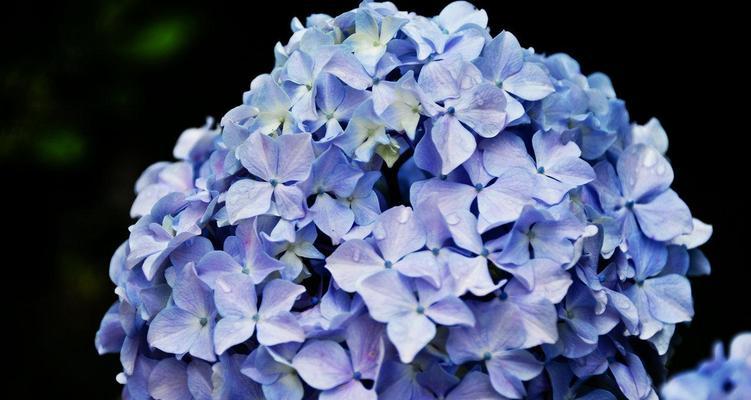 蓝色绣球花的花语（花开繁华时）