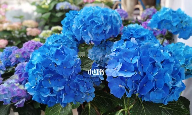 蓝色绣球花的花语（花开繁华时）