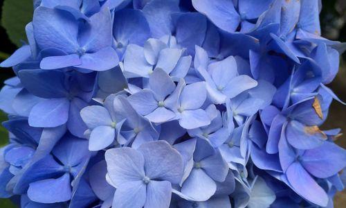 蓝色绣球花的花语与传说（蓝色绣球花的美丽寓意和神奇传说）