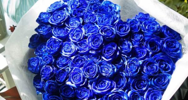 蓝色妖姬的花语与象征意义（揭秘蓝色妖姬花的神秘内涵）