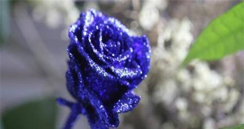 蓝色妖姬花的寓意与花语解读（妩媚而神秘）