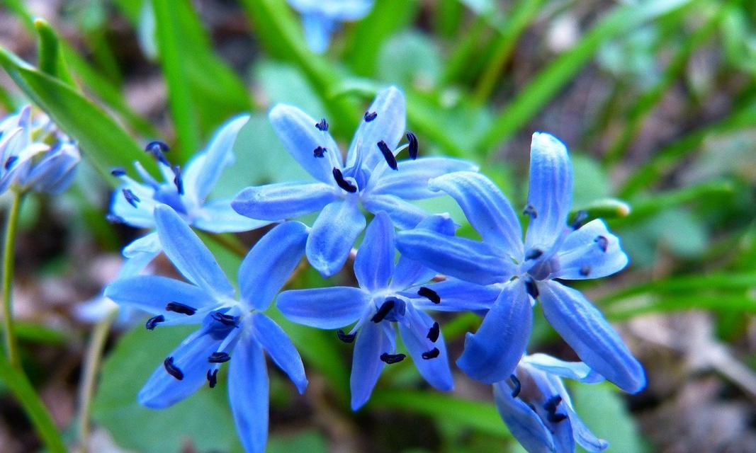 蓝星花的花语及其意义（解读蓝星花的内涵与象征）