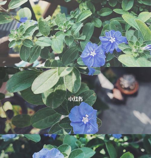 蓝星花的花语及其意义（解读蓝星花的内涵与象征）