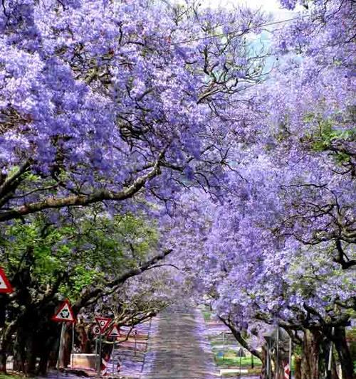 蓝楹树花语的含义与象征（探寻蓝楹树花语的奥秘）