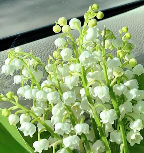 铃兰花（探索铃兰花的花语和文化涵义）