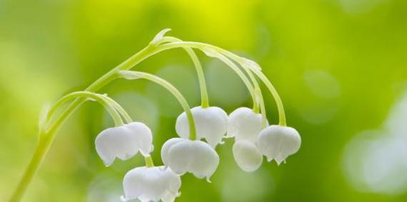 铃兰花语之美（探寻铃兰花语的深意与表达方式）