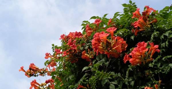 凌霄花的寓意象征是什么（探寻凌霄花的文化内涵与意义）
