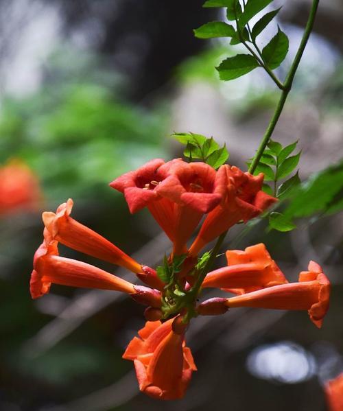 凌霄花花语之奇妙的含义（探秘凌霄花的花语以及其对人们的启示）