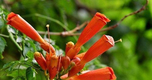凌霄花花语之奇妙的含义（探秘凌霄花的花语以及其对人们的启示）